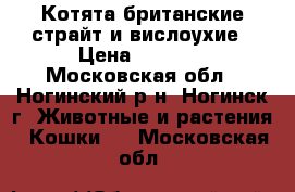 Котята британские страйт и вислоухие › Цена ­ 3 000 - Московская обл., Ногинский р-н, Ногинск г. Животные и растения » Кошки   . Московская обл.
